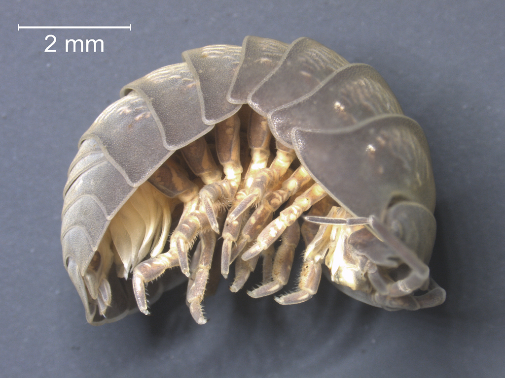 Armadillidium sp